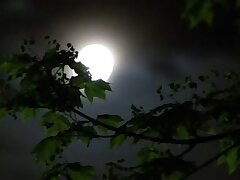 JUX-369 Sloppy Blowjob Leaves Her Dripping Wet For Hard Cock Entry