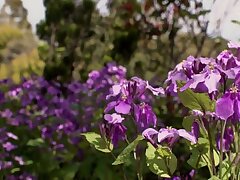 DDK-211 Ari Watabe Takes Big Dick Deep in Her Tight Pussy