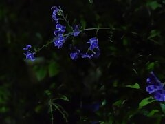 JUX-165 Desiring Intense Pleasure Hot Babes Crave Rough, Passionate Nights