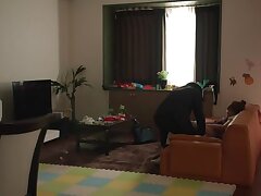 CAWD-314 Booby Beauty Begs For Hardcore Pleasure From His Manhood Monster